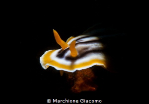 Chromodoris . Nikon D800E,105mm macro , snoot Retra +Inon... by Marchione Giacomo 